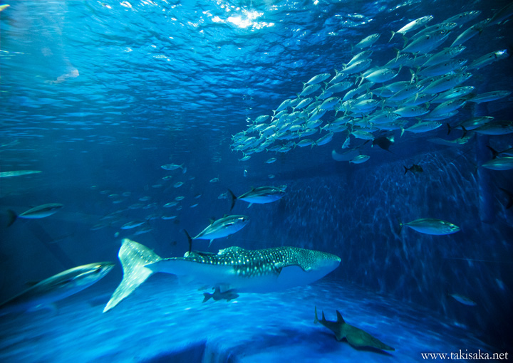 Ngày 3: Thành Phố Kagoshima, Nhật Bản